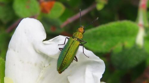 Réf. 204 164 : Lobonyx aeneus